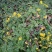 野菊花散装