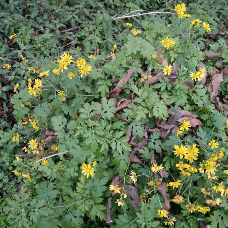 野菊花散装