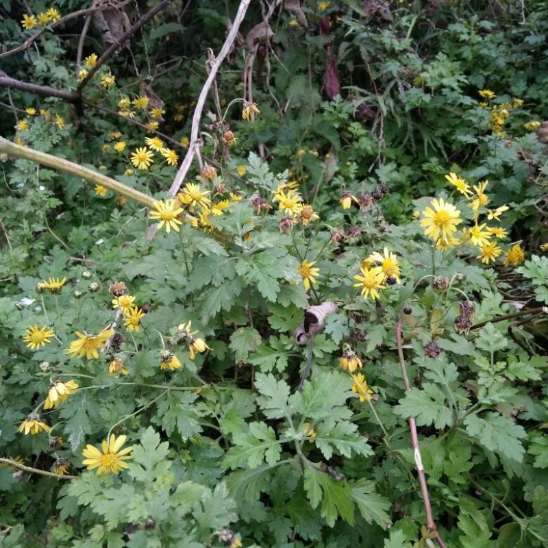 野菊花散装