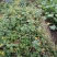 野菊花散装