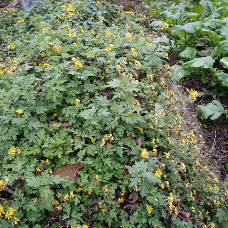 野菊花散装