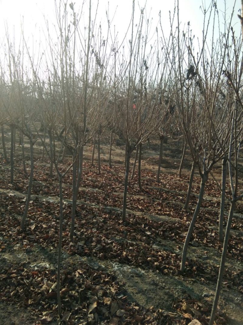 樱花树，3~10公分樱花树，山东樱花树价格樱花