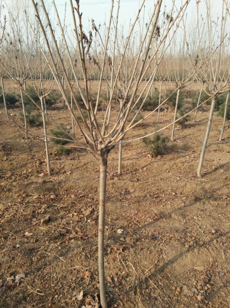 樱花树，3~10公分樱花树，山东樱花树价格樱花
