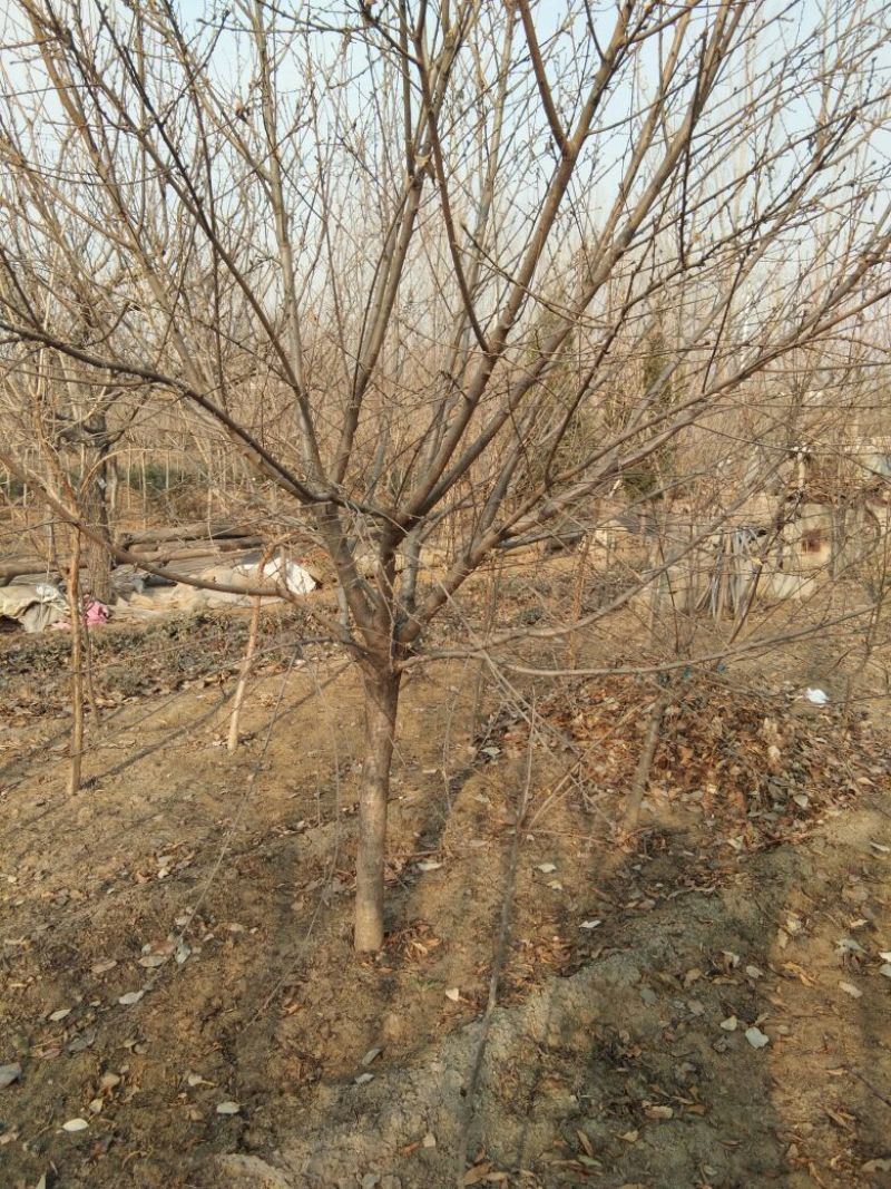 红叶碧桃，山东红叶碧桃基地，红叶碧桃育苗推广中心
