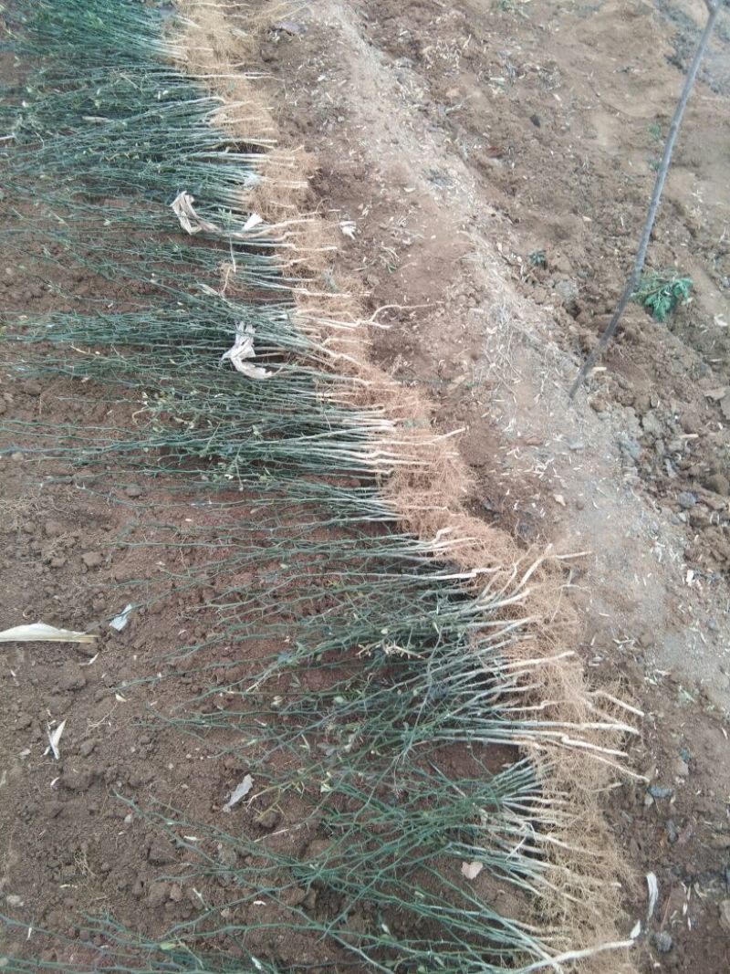 枸橘苗30~50cm，枸橘苗，嫁接橘子砧木，篱笆墙隔离