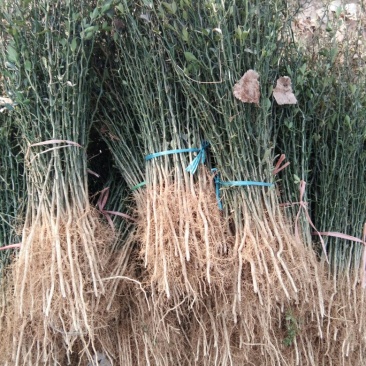 枸橘苗30~50cm，枸橘苗，嫁接橘子砧木，篱笆墙隔离