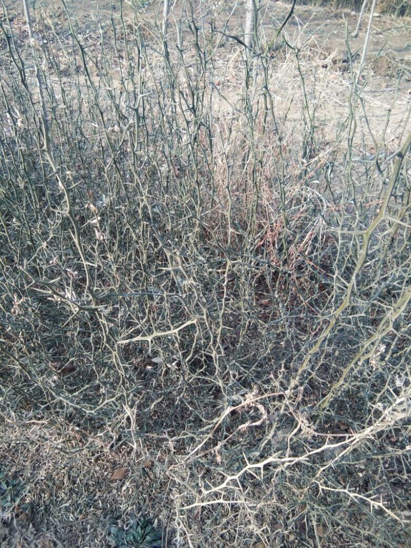 枸橘苗30~50cm，枸橘苗，嫁接橘子砧木，篱笆墙隔离