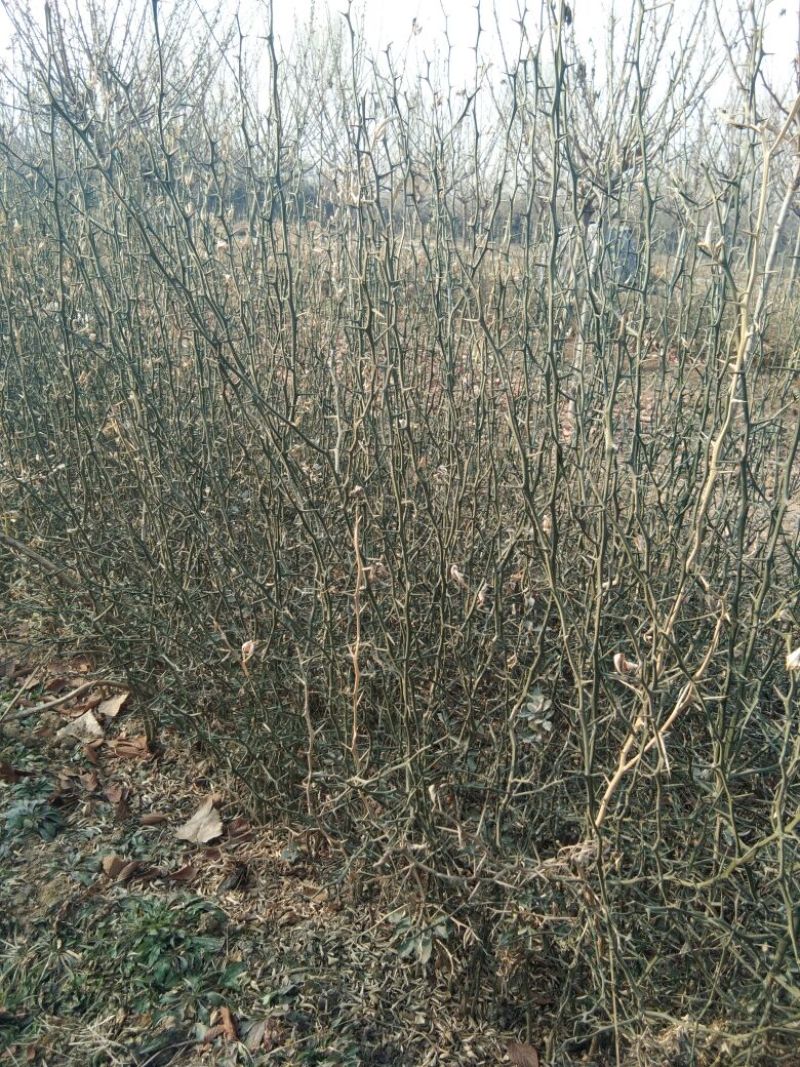 枸橘苗30~50cm，枸橘苗，嫁接橘子砧木，篱笆墙隔离