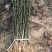 枸橘苗30~50cm，枸橘苗，嫁接橘子砧木，篱笆墙隔离