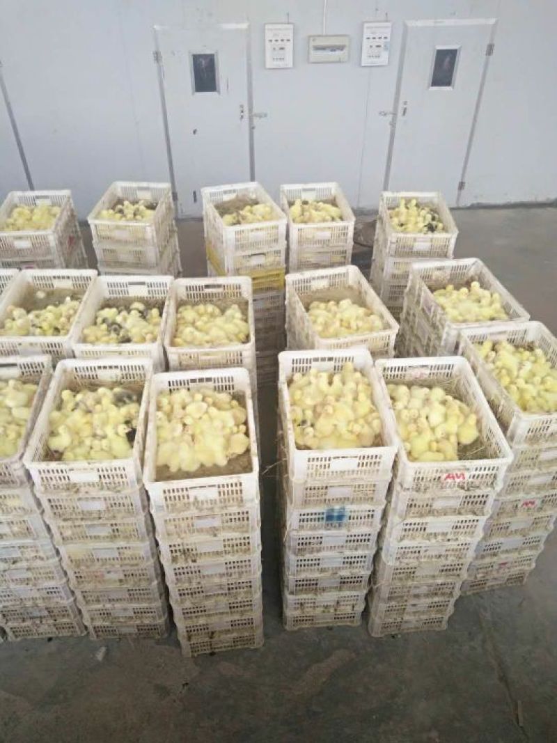 白鹅苗0.5斤以下