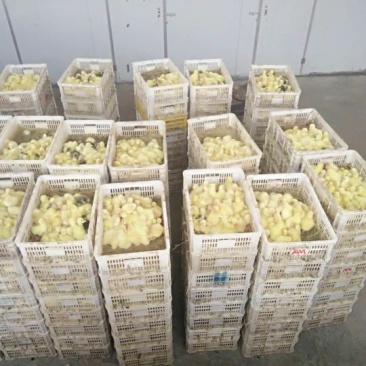 白鹅苗0.5斤以下