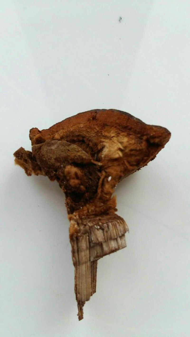 桑黄