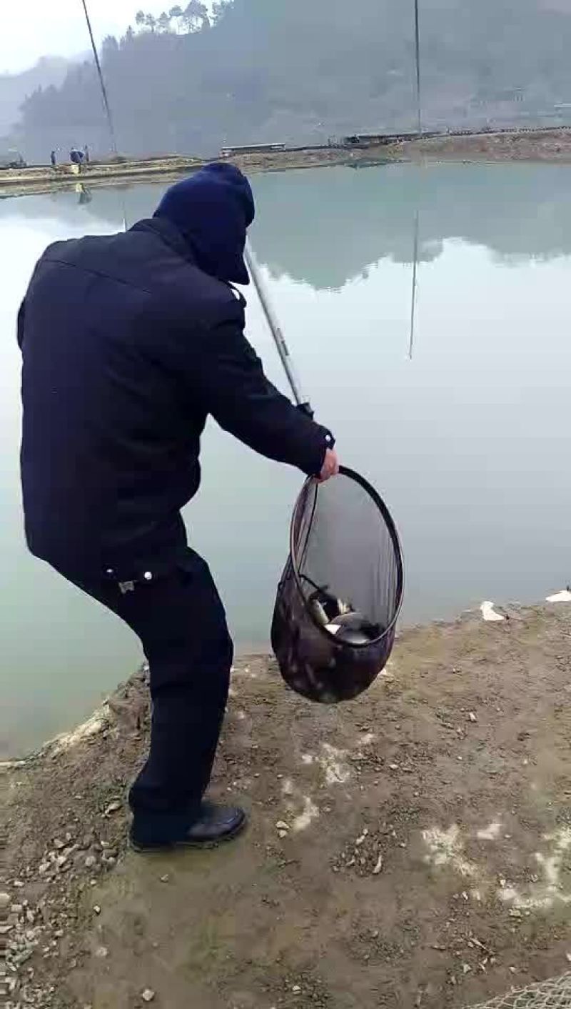 裸鲤鱼食用1~2公斤