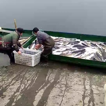 裸鲤鱼食用1~2公斤