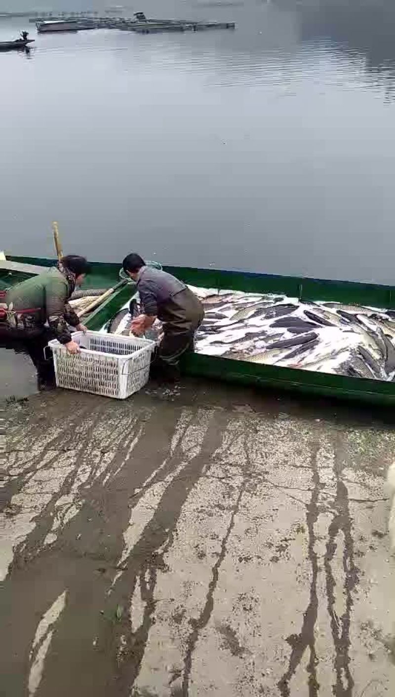 裸鲤鱼食用1~2公斤