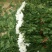 白菊花50~80cm