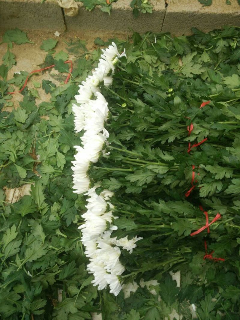 白菊花50~80cm