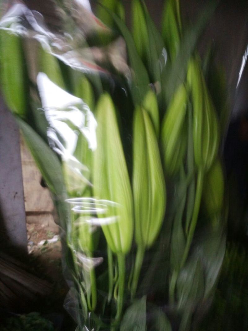 白菊花50~80cm