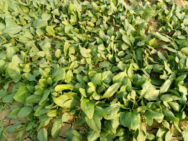越冬菠菜15~20厘米