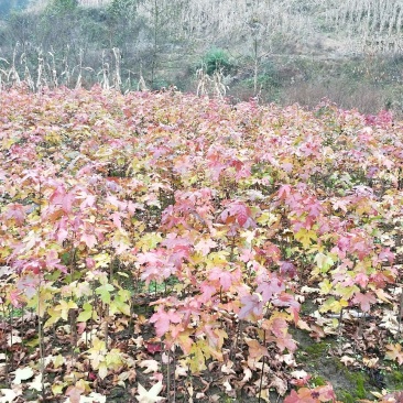枫香10cm以下