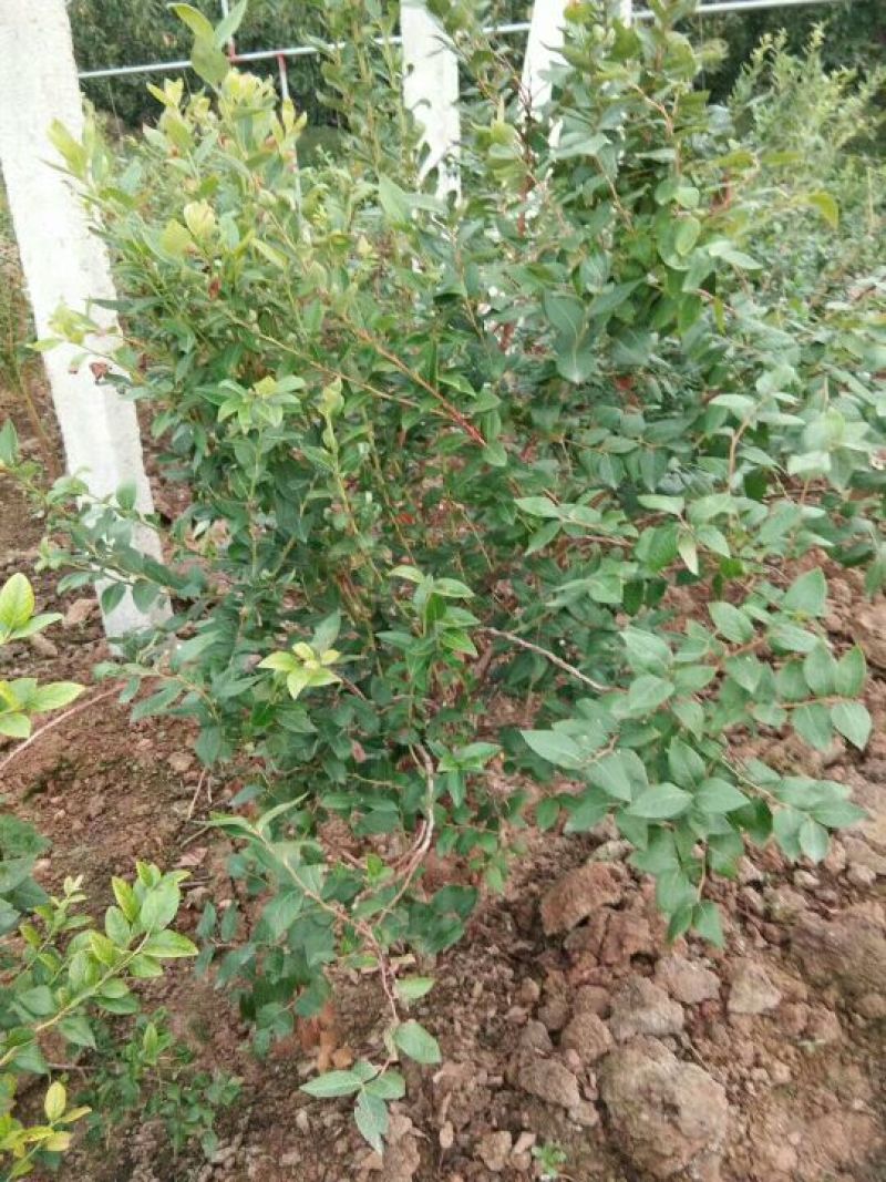 蓝莓苗1~2年30~50cm保真死苗补发包成活
