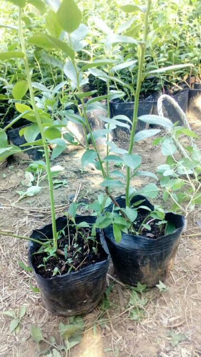 蓝莓苗1~2年30~50cm保真死苗补发包成活