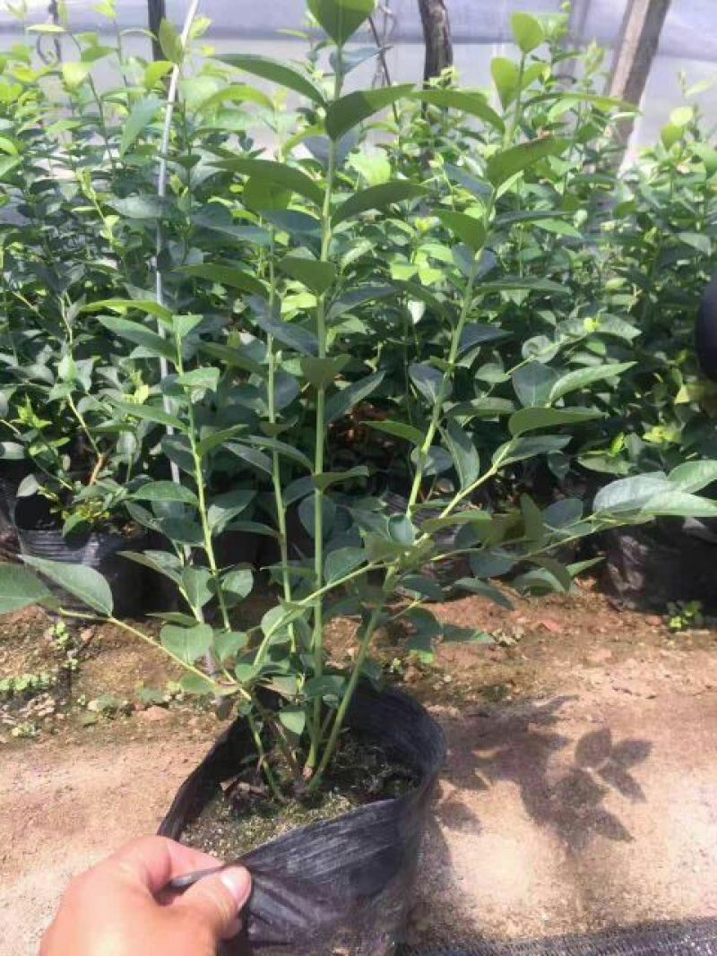 蓝莓苗1~2年30~50cm保真死苗补发包成活