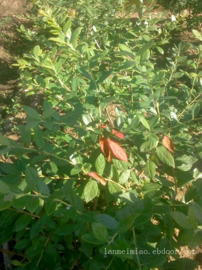 蓝莓苗1~2年30~50cm保真死苗补发包成活