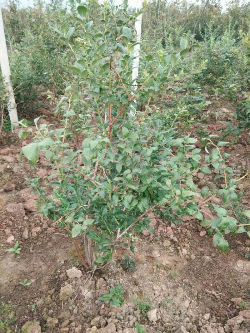 蓝莓苗1~2年30~50cm保真死苗补发包成活