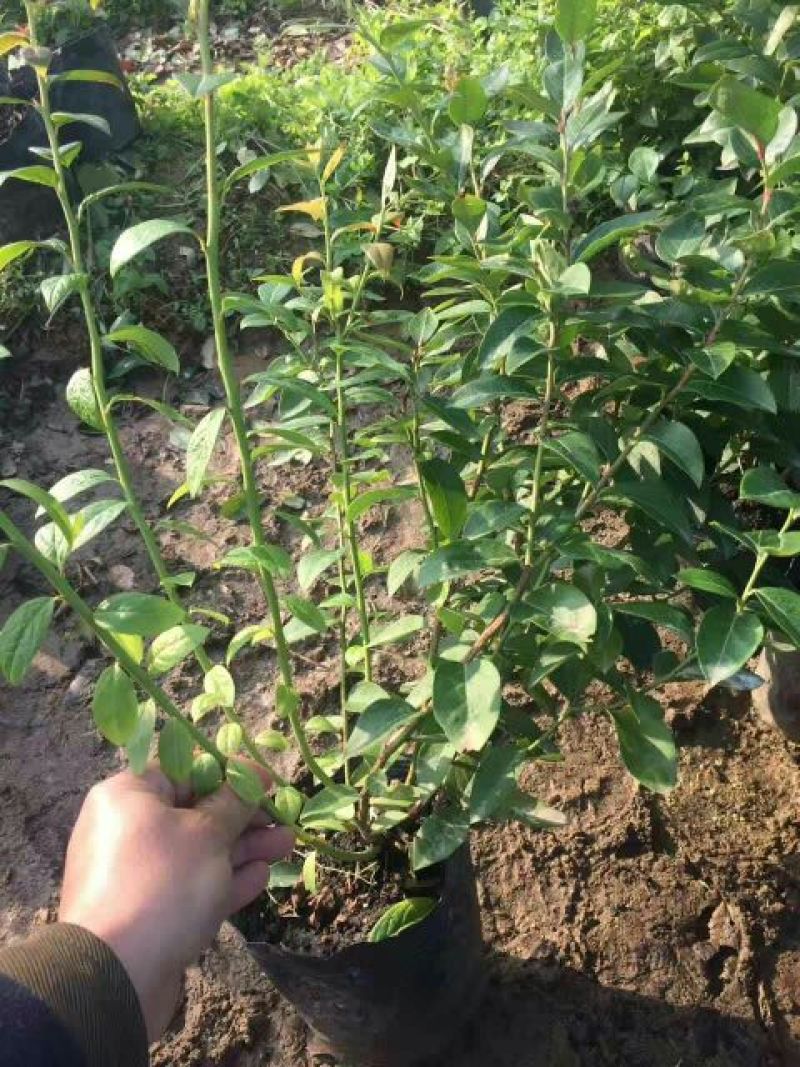 蓝莓苗1~2年30~50cm保真死苗补发包成活