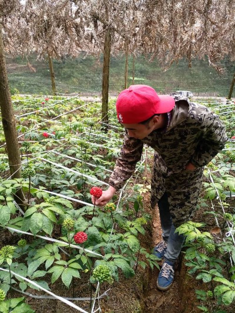 正宗云南文山水洗足干66头三七，自产自销，质量保证