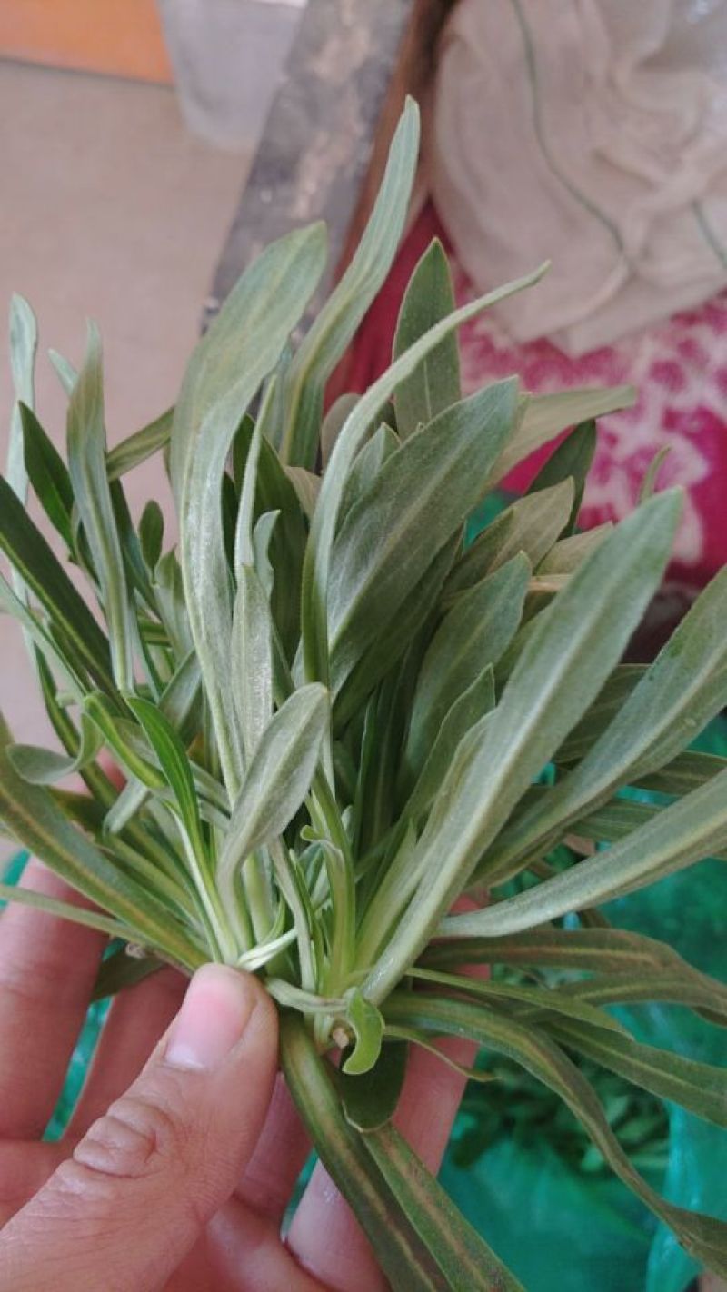 面条菜大量每天上货几万斤