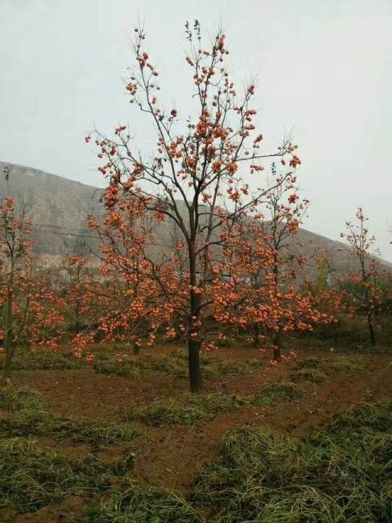 柿树10~12～20～60cm1.5~5米
