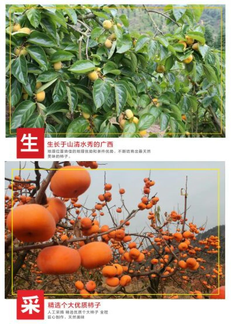 柿饼2~2.5两