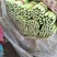 【优质】河北精品芹菜大量上市！粗细均有不空杆颜色绿！