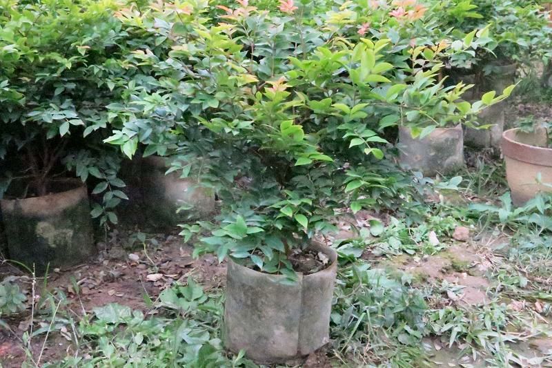 嘉宝果树苗1年