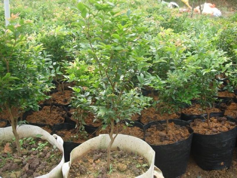 嘉宝果树苗1年