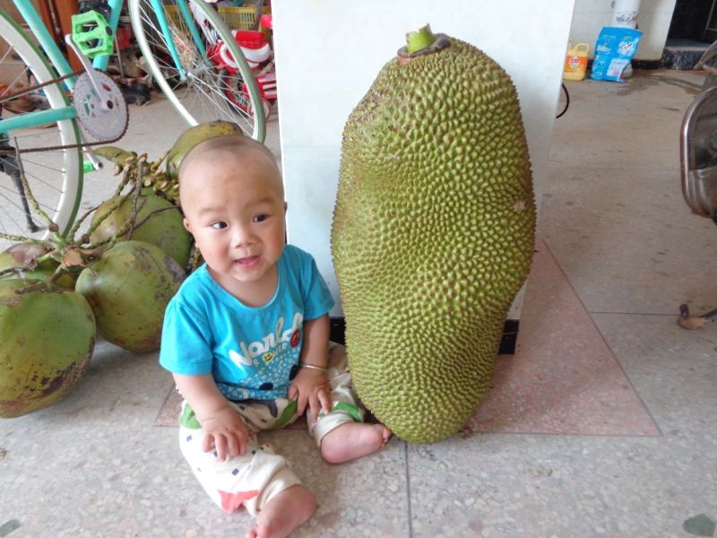 菠萝蜜苗稿接树