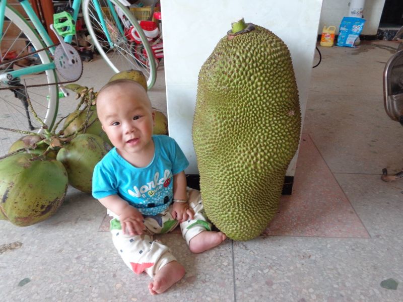 菠萝蜜苗稿接树