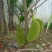 菠萝蜜苗稿接树