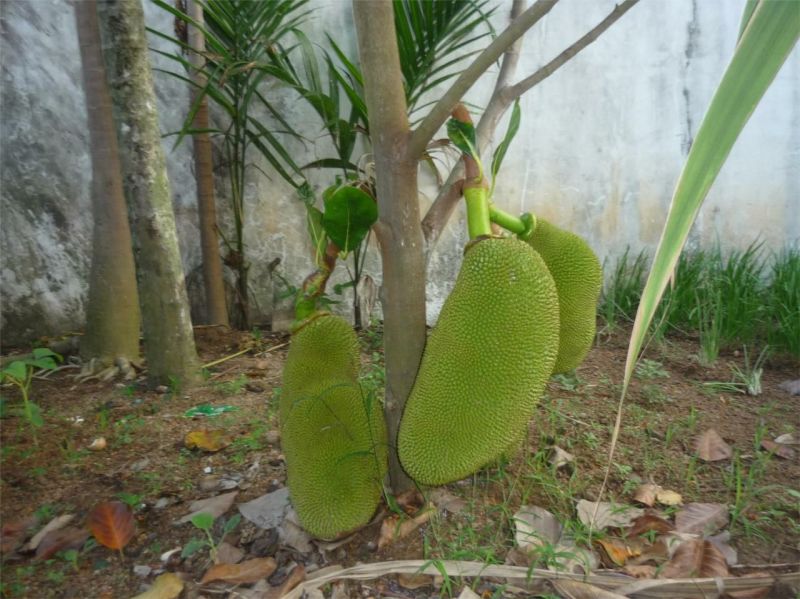 菠萝蜜苗稿接树