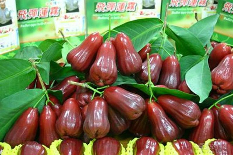 莲雾种苗