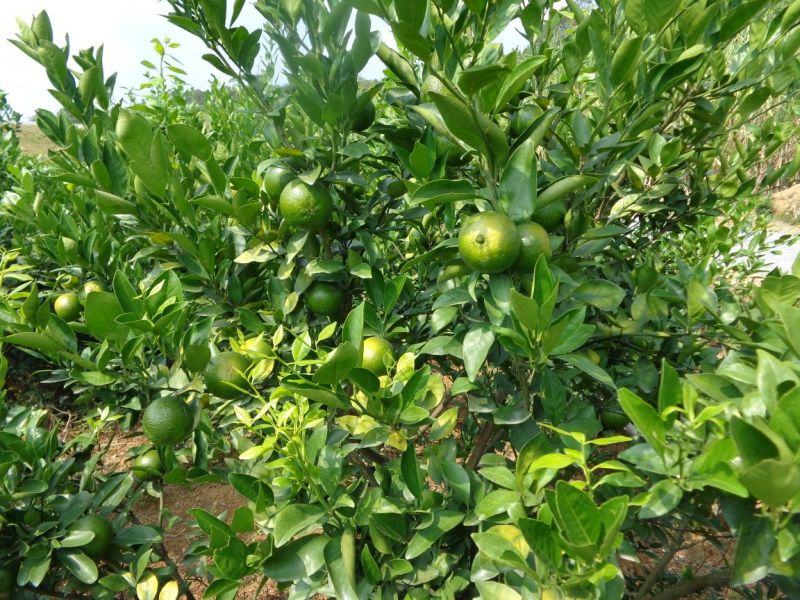 柑桔苗50~80cm