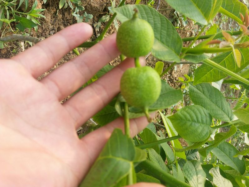 核桃苗1~2年50~100cm
