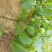 核桃苗1~2年50~100cm