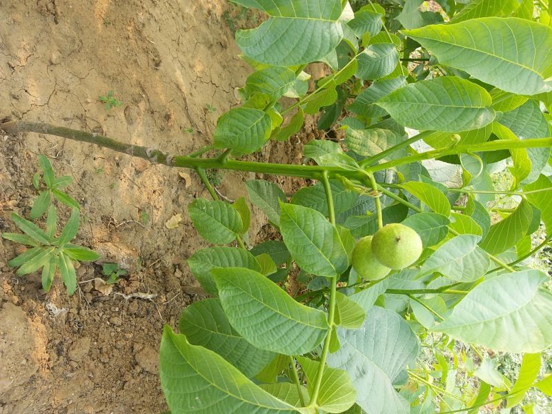 核桃苗1~2年50~100cm