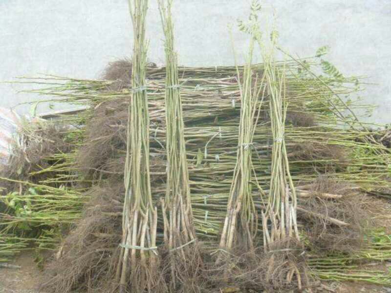核桃苗1~2年50~100cm