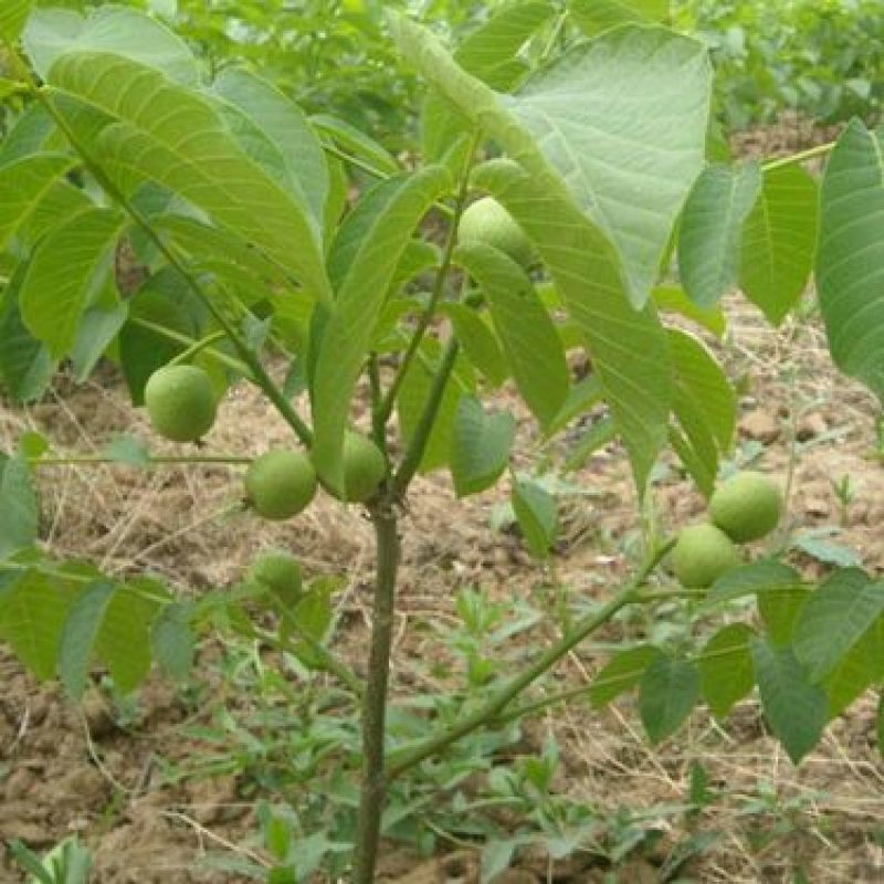 核桃苗1~2年50~100cm