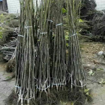 核桃苗1~2年50~100cm