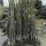 核桃苗1~2年50~100cm